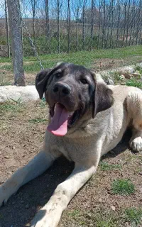 سگ سرابی ۱۰ ماهه