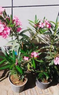 فروش صدف بزرگ مناسب آکواریوم با گل های۱۵۰ هزاری
