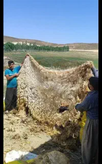 پشم فروشی امیر نقی زاده