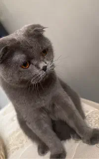 واگذاری گربه ماده اسکاتیش فولد یکساله