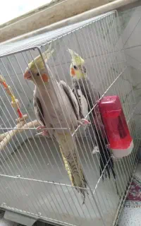 جفت عروس هلندی