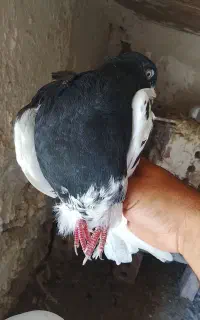 کبوتر قره باش جفت وسیک زرد پاپر باخت رفته