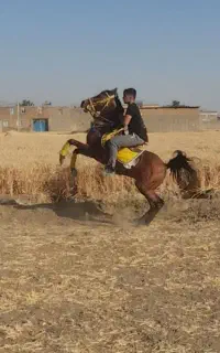 اسب کرد .یورش نجفی