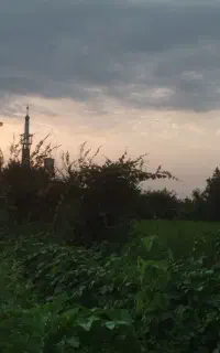 بامیه واقعا ارگانیک