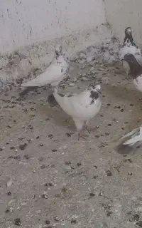 کبوتر تهرانی