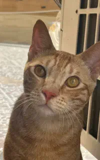 واگذاری رایگان گربه به سرپرست واجد شرایط