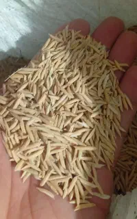 شالی فجر