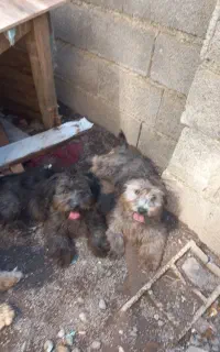 سگ شیتزو تریر