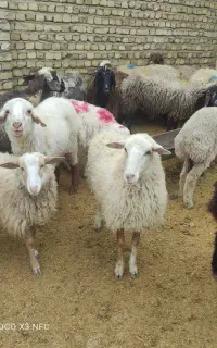 بره نر و ماده به شرط گوشت خوب مشتری پسند