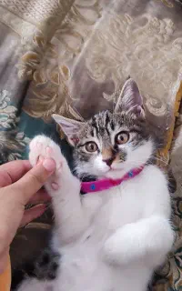 گربه ملوس و بازیگوش