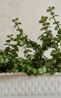 گل طبیعی