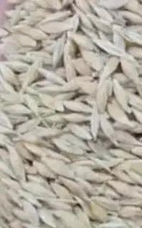 جومحلی آبی ودیم  درجه یک