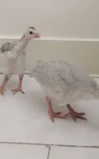 جوجه چینی شاخدار