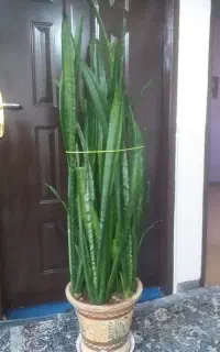 گل زیبا
