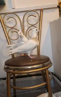 طوقی هفت رنگ