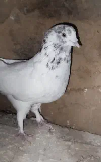 نر کله خال ماده گرگی زرد غریب گیری