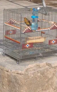 سهره قناری