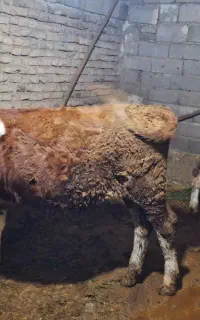 گوسالع سیمنتال اصل