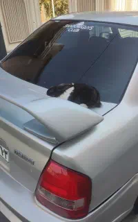 پیدا شده خرگوش نر سیاه سفید