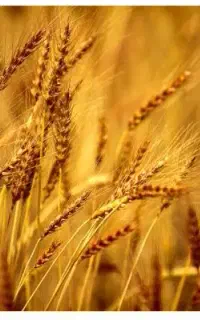 گندم فروش سه تن گندم بذری