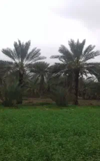 کاه یونجه