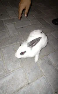 خرگوش سفید
