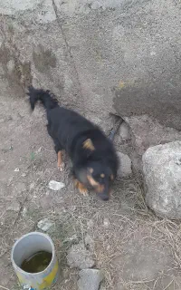 سگ پاکوتاه شکاری