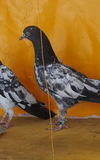 کبوتر تیدی