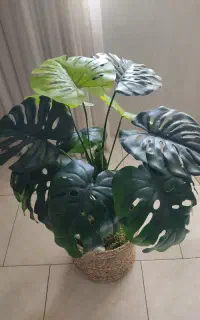 درختچه ی برگ انجیری
