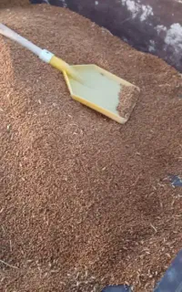 نخود قرمز