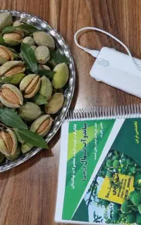 ارائه نهال بادام اسکندر سازگار با سرمای زمستان