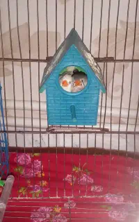 پرنده