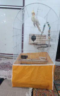 جفت عروس هلندی با تخم و قفس و وسایلش