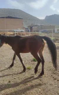 فروش مادیون کهر جوان سرحال سرو دم گیر درجه یک