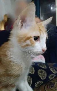 بچه گربه سه ماهه، واگذاری فوری