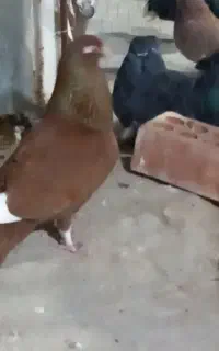 کبوتر