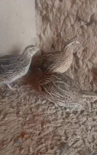 بلدرچین تخم گذار