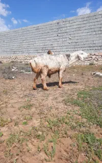 گوسفند نر درجه یک