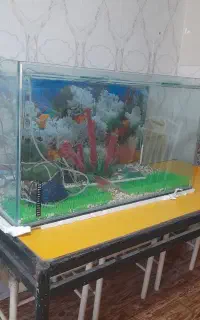 اکواریوم  ۲عدد