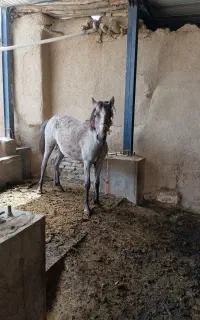 مادیان 20ماه فروشی