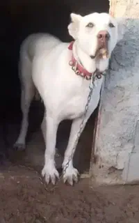خراسانی ۲ سال