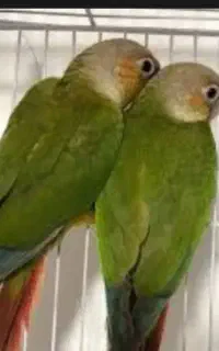 طوطی گرینچیک