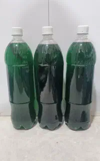 عرق نعنا