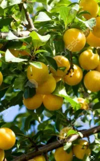 کارهای کشاورزی حسینی