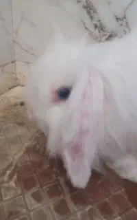 خرگوش لوپ چشم آبی ماده