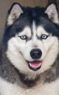 سگ هاسکی اصیل