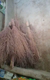 جارو