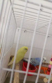 مرغ عشق رینبو