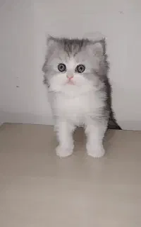 گربه بریتیش ماده