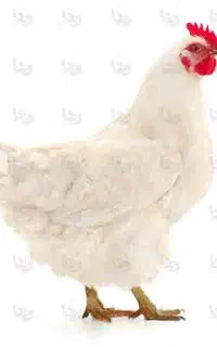 مرغ و ماهی تحویل دم در